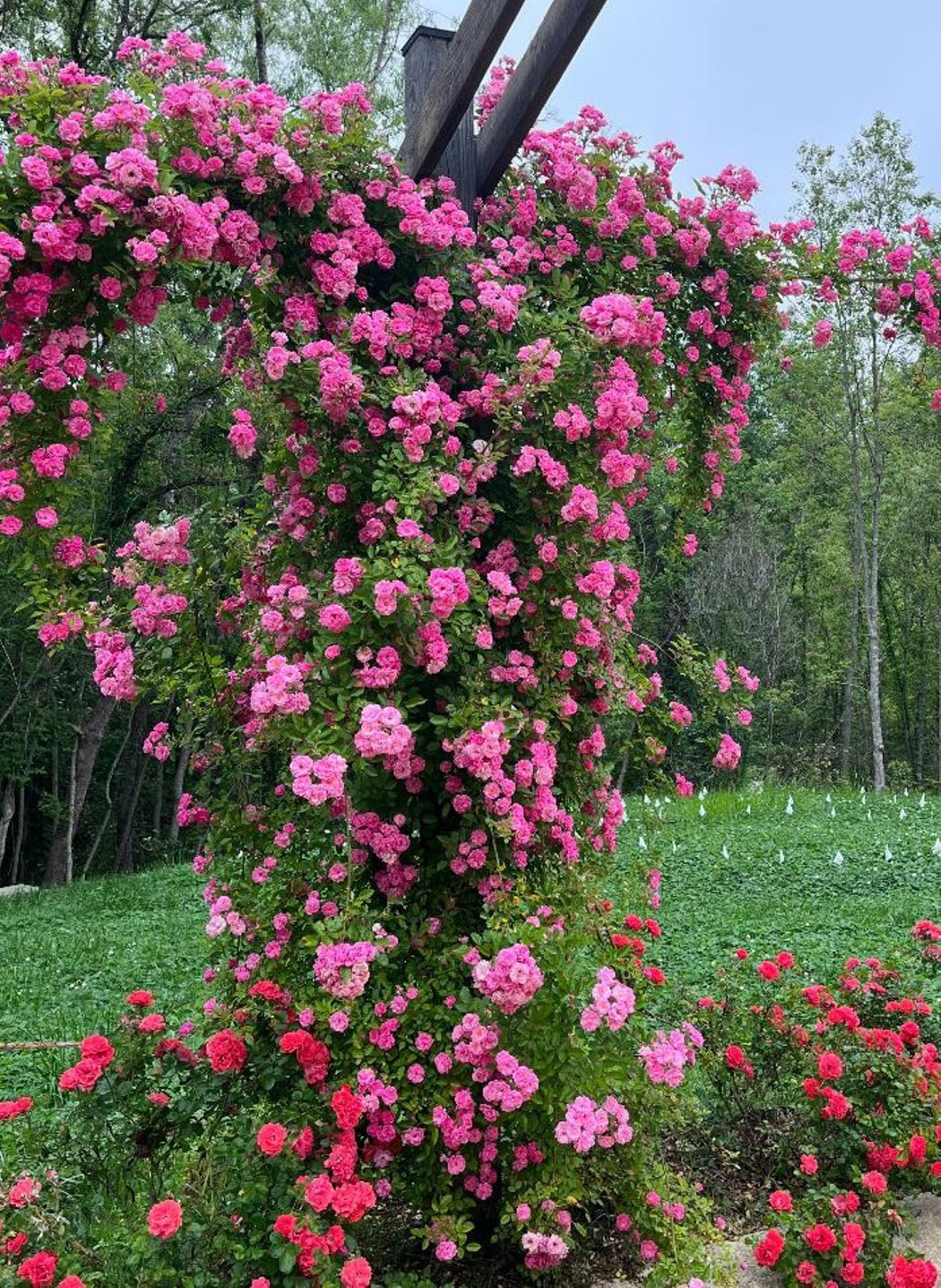 Growing Pains: A rose named Peggy | HubCitySPOKES